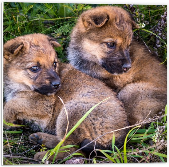 PVC Schuimplaat- Daklozen Puppy's samen in het Gras - 50x50 cm Foto op PVC Schuimplaat