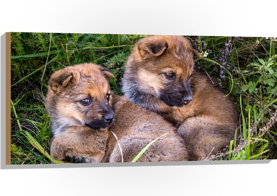 Hout - Daklozen Puppy's samen in het Gras - 100x50 cm - 9 mm dik - Foto op Hout (Met Ophangsysteem)