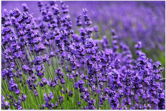 Poster (Mat) - Lavendel Planten op een Grasveld - 90x60 cm Foto op Posterpapier met een Matte look