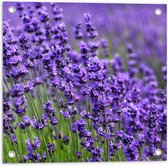 Tuinposter – Lavendel Planten op een Grasveld - 50x50 cm Foto op Tuinposter (wanddecoratie voor buiten en binnen)