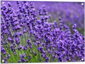 Tuinposter – Lavendel Planten op een Grasveld - 80x60 cm Foto op Tuinposter (wanddecoratie voor buiten en binnen)