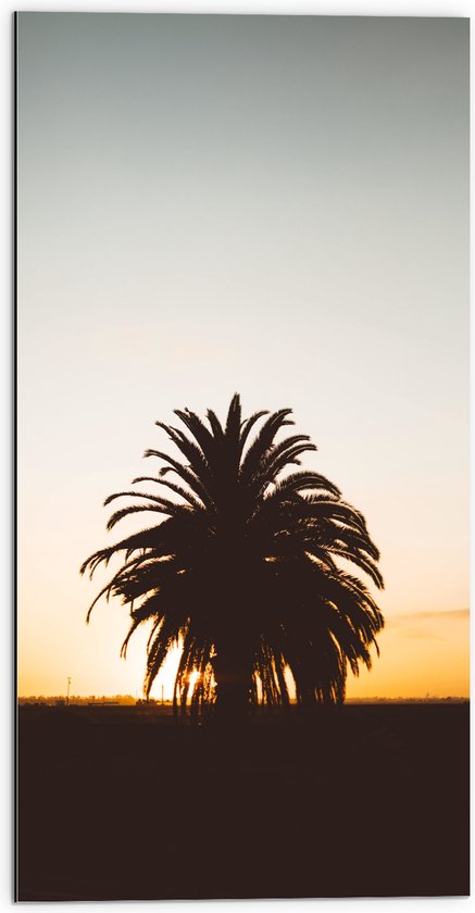 WallClassics - Dibond - Silhouet van Palmboom met Lange Bladeren - 50x100 cm Foto op Aluminium (Met Ophangsysteem)