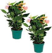 2x Anthurium 'Aristo' Roze – Flamingoplant - Kamerplant - Onderhoudsvriendelijk - ⌀14 cm - 40-50 cm
