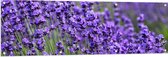 Tuinposter – Lavendel Planten op een Grasveld - 150x50 cm Foto op Tuinposter (wanddecoratie voor buiten en binnen)