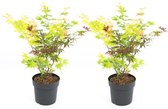 Plant in a Box - Acer palmatum 'Festival' - Set van 2 - Japanse esdoorn Winterhard - Pot 19cm - Hoogte 60-70cm