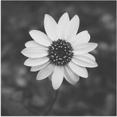 WallClassics - Poster Glossy - Top View of Light Bloem (noir/blanc) - 50x50 cm Photo sur Papier Poster avec Finition Brillante