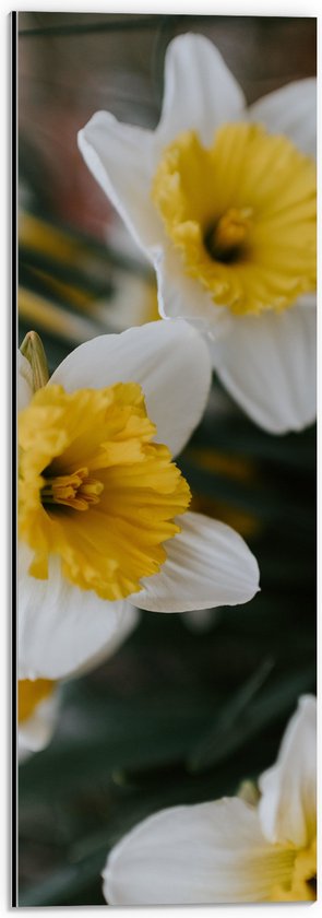 WallClassics - Dibond - Multiflora Narcis Bloem in het Wit/Geel - 20x60 cm Foto op Aluminium (Met Ophangsysteem)