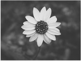 WallClassics - Poster Glossy - Top View of Light Bloem (noir/blanc) - 40x30 cm Photo sur Papier Poster avec Finition Brillante