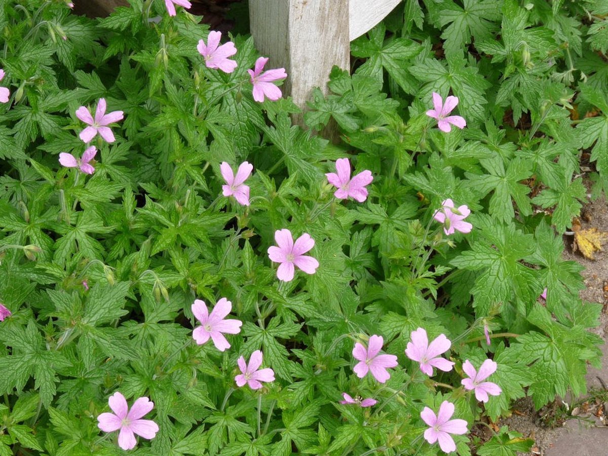 12x Ooievaarsbek (Geranium endressii 'Wargrave Pink') - P9 pot (9x9)