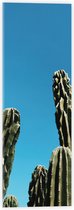 WallClassics - Acrylglas - Toppen van Cactussen tegen Blauwe Lucht - 20x60 cm Foto op Acrylglas (Wanddecoratie op Acrylaat)