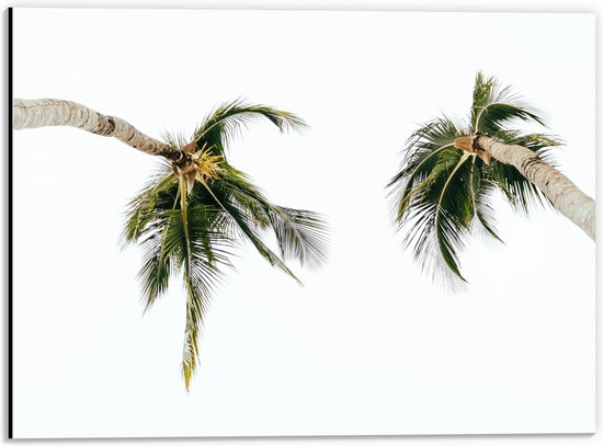 WallClassics - Dibond - Onderaanzicht van Twee Tropische Palmbomen - 40x30 cm Foto op Aluminium (Wanddecoratie van metaal)