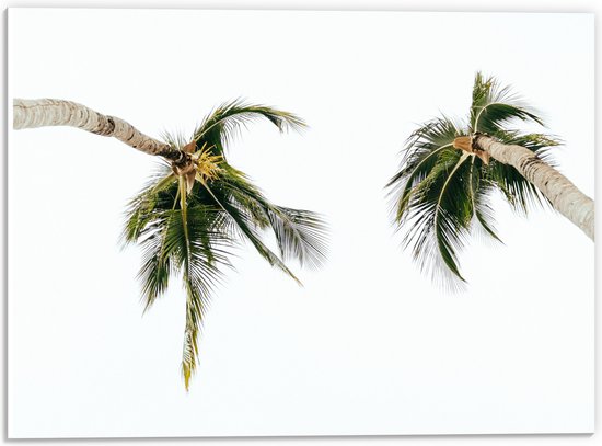 WallClassics - PVC Schuimplaat- Onderaanzicht van Twee Tropische Palmbomen - 40x30 cm Foto op PVC Schuimplaat
