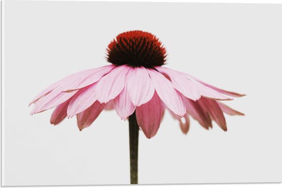 WallClassics - Acrylglas - Zijaanzicht van Roze Bloem - 60x40 cm Foto op Acrylglas (Wanddecoratie op Acrylaat)