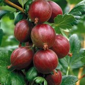 Garden Select - Set Van 3 Rode Kruisbes Planten - Ribes uva-crispa 'Hinnonmaki röd' - Hoogte 25 - 35 cm. Ø 9 cm - Zelf bestuivend en Winterhard - Het hele jaar te planten