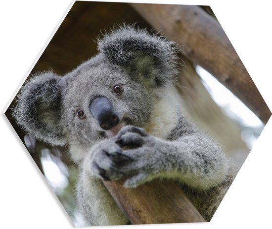 PVC Schuimplaat Hexagon - Australische Koala in een Boom - 50x43.5 cm Foto op Hexagon (Met Ophangsysteem)