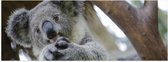 Poster Glanzend – Australische Koala in een Boom - 90x30 cm Foto op Posterpapier met Glanzende Afwerking