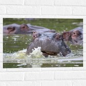 WallClassics - Muursticker - Zwemmende Nijlpaarden - 60x40 cm Foto op Muursticker