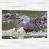 WallClassics - Muursticker - Zwemmende Nijlpaarden - 90x60 cm Foto op Muursticker