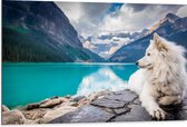 WallClassics - Dibond - Witte Hond liggend bij Bergen en Water - Samojeed - 105x70 cm Foto op Aluminium (Met Ophangsysteem)