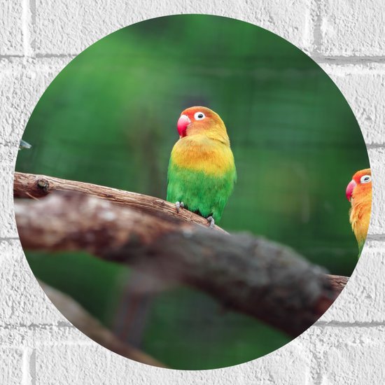 Muursticker Cirkel - Trio van Blije Kleurrijke Vogels op Takken van Bomen - 30x30 cm Foto op Muursticker