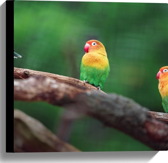 Canvas - Trio van Blije Kleurrijke Vogels op Takken van Bomen - 40x40 cm Foto op Canvas Schilderij (Wanddecoratie op Canvas)