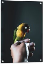 WallClassics - Tuinposter – Vogel op Hand - Zwartmaskeragapornis - 60x80 cm Foto op Tuinposter (wanddecoratie voor buiten en binnen)