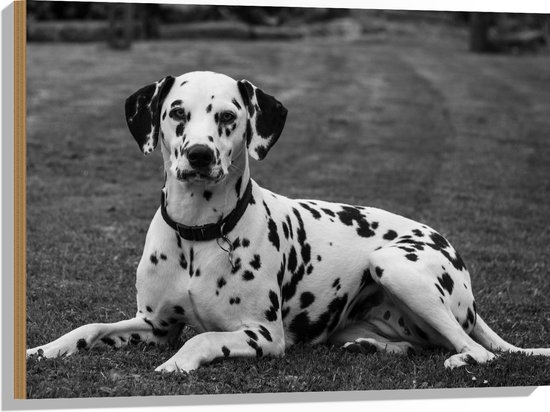 WallClassics - Hout - Liggende Dalmatier Hond in het Zwart Wit - 80x60 cm - 9 mm dik - Foto op Hout (Met Ophangsysteem)