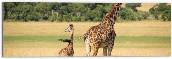 WallClassics - Dibond - Lopende Giraffe en Baby Giraffe - 60x20 cm Foto op Aluminium (Met Ophangsysteem)