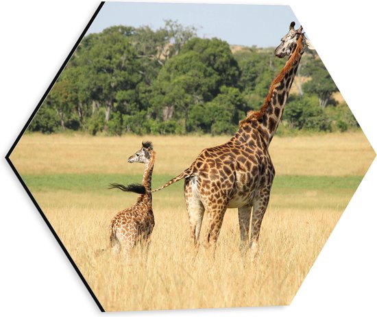 WallClassics - Dibond Hexagon - Lopende Giraffe en Baby Giraffe - 30x26.1 cm Foto op Hexagon (Met Ophangsysteem)