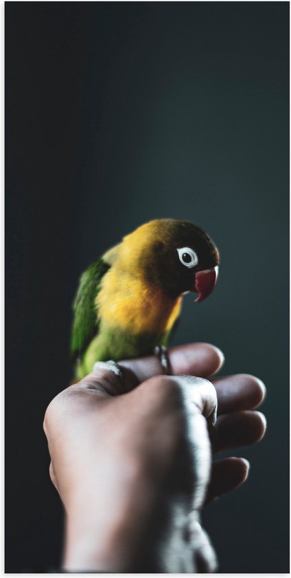 WallClassics - Poster (Mat) - Vogel op Hand - Zwartmaskeragapornis - 50x100 cm Foto op Posterpapier met een Matte look