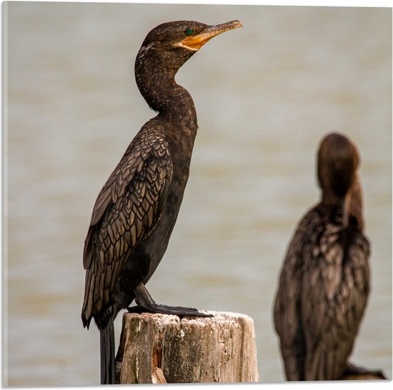WallClassics - Verre acrylique - Vogels sur un poteau en bois dans l'eau - Cormoran - Photo 50x50 cm sur verre acrylique (avec système de suspension)