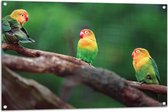 Tuinposter – Trio van Blije Kleurrijke Vogels op Takken van Bomen - 105x70 cm Foto op Tuinposter (wanddecoratie voor buiten en binnen)