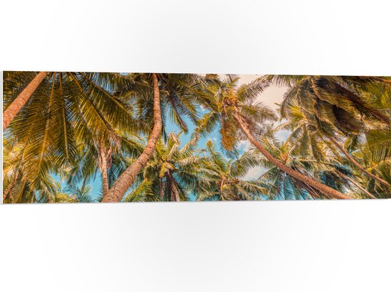 PVC Schuimplaat- Dicht bij Elkaar Groeiende Palmbomen van Onder - 120x40 cm Foto op PVC Schuimplaat