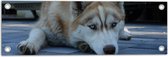 WallClassics - Tuinposter – Liggende Bruine Husky op Stenen - 60x20 cm Foto op Tuinposter (wanddecoratie voor buiten en binnen)