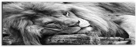 WallClassics - Dibond - Liggende Leeuw in het Zwart Wit - 60x20 cm Foto op Aluminium (Wanddecoratie van metaal)