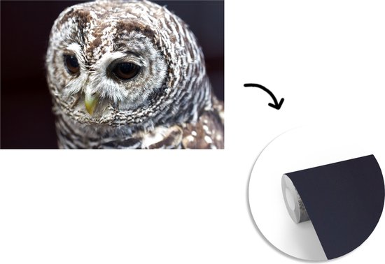 Papier peint photo vinyle - Chouette hulotte sur fond noir largeur 330 cm x hauteur 220 cm - Tirage photo sur papier peint (disponible en 7 tailles)