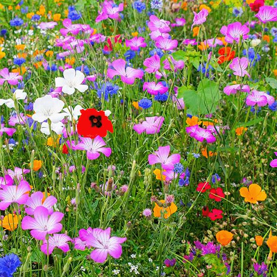 MRS Seeds & Mixtures Wilde bloemenmengsel - één- en meerjarig - 42 bloemsoorten - groeihoogte: 20-100 cm - trekt bijen en vlinders - voor tuinen en openbare ruimtes - vergroot de biodiversiteit - MRS Seeds & Mixtures