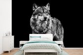 Behang - Fotobehang Wolf - Dieren - Wild - Zwart - Wit - Breedte 525 cm x hoogte 350 cm