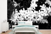 Behang - Fotobehang Tak met jasmijnbloemen - zwart wit - Breedte 390 cm x hoogte 260 cm
