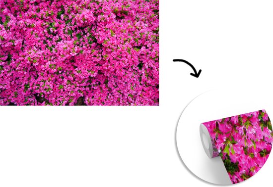 Papier peint photo peint photo vinyle - Azalée buisson largeur 330 cm x hauteur 220 cm - Tirage photo sur papier peint (disponible en 7 tailles)