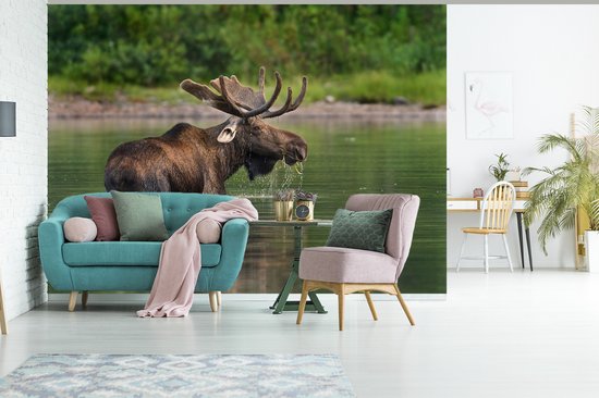 Papier peint photo peint photo vinyle - Orignal dans l'eau largeur 330 cm x hauteur 240 cm - Tirage photo sur papier peint (disponible en 7 tailles)