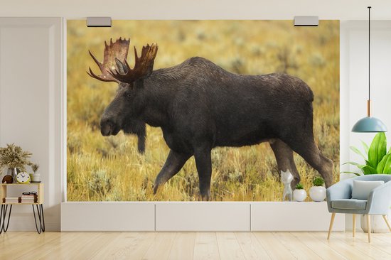 Papier peint photo peint vinyle - Elk dans le parc national largeur 390 cm x hauteur 260 cm - Tirage photo sur papier peint (disponible en 7 tailles)