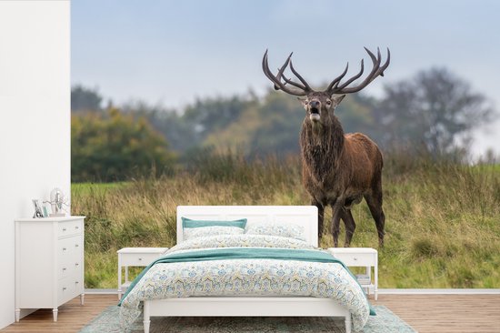 Papier peint - Papier peint Papier peint photo Cerf - Bois - Herbe - Largeur 420 cm x hauteur 280 cm