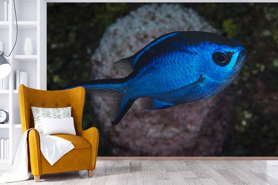 Papier peint Papier peint photo en vinyle - Poisson bleu largeur 420 cm x hauteur 280 cm - Tirage photo sur papier peint (disponible en 7 tailles) / Mer et plage