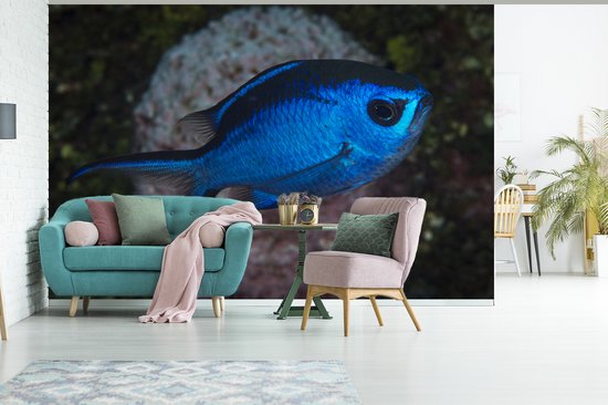 Papier peint Papier peint photo en vinyle - Poisson bleu largeur 420 cm x hauteur 280 cm - Tirage photo sur papier peint (disponible en 7 tailles) / Mer et plage