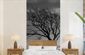 Behang - Fotobehang Winterfoto beukenboom zwart-wit - Breedte 120 cm x hoogte 240 cm