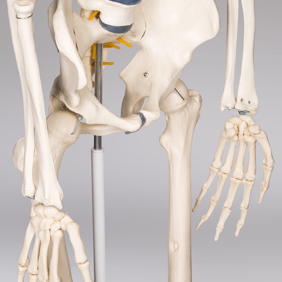 tectake® Anatomie Skelet - 181cm - Levensgroot Medisch Model op Staandaard met Wielen - Beweegbaar - Afneembare Onderdelen - incl. Poster met Spieren en Botten — afbeelding 2