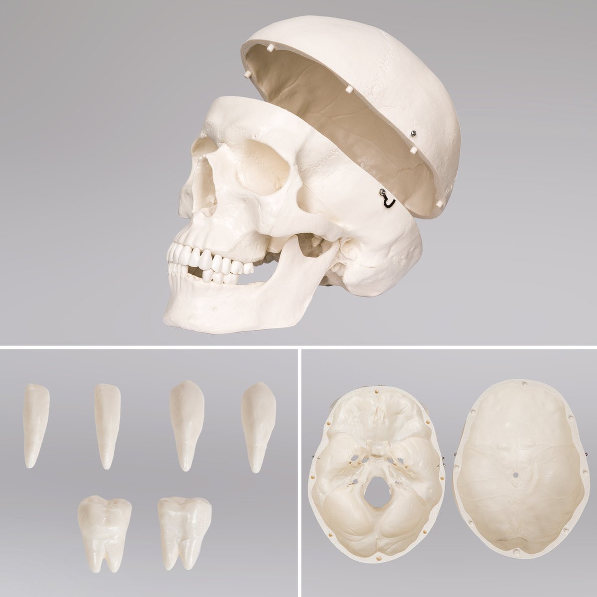 tectake® Anatomie Skelet - 181cm - Levensgroot Medisch Model op Staandaard met Wielen - Beweegbaar - Afneembare Onderdelen - incl. Poster met Spieren en Botten — afbeelding 7