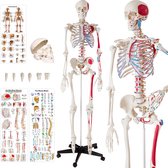 Skelet anatomie medisch model - 180cm + Anatomie poster - spier- en botmarkering - 400963