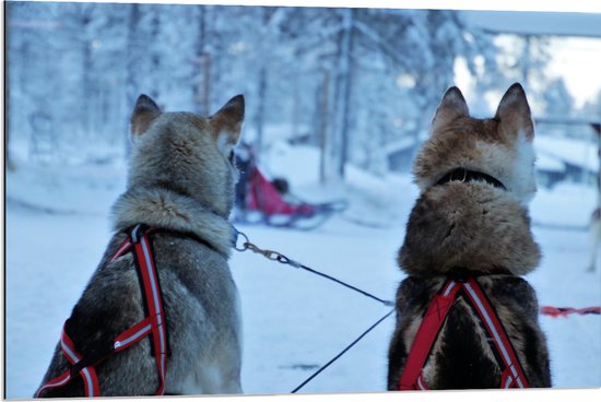 WallClassics - Dibond - Honden in de Sneeuw - 90x60 cm Foto op Aluminium (Wanddecoratie van metaal)